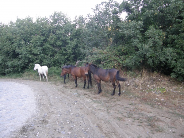 ���������� ���������� ����, ������.