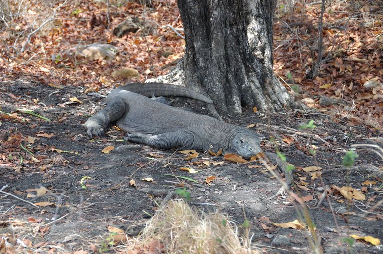 Дракон в природе, остров Ринча (Rinca), Национальный парк Комодо