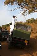 Так люди снимают леопарда, Шри-Ланка. (300x450 60Kb)