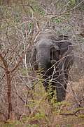Старый, мудрый слон, Шри-Ланка. (300x450 91Kb)