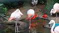Парк птиц Игуассу, Рио-де-Жанейро, Бразилия. (600x337 88Kb)