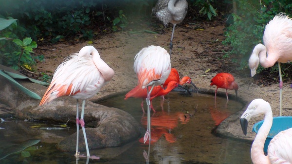 Парк птиц Игуассу, Рио-де-Жанейро, Бразилия.