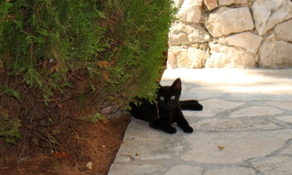 ��������. ��������� ���������