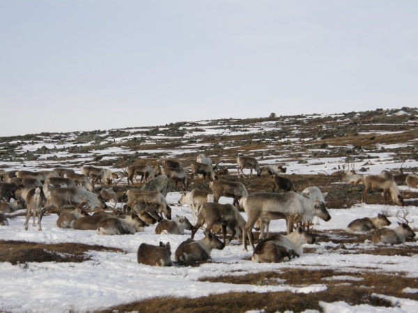 ����� �����