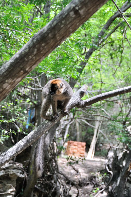  ,  Namaza (Namaza Camping Ground),  Isalo