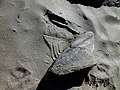 серебряный песок Айленда (783x588 144Kb)
