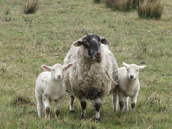 ������ ������� �����