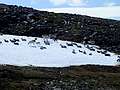 олени на снежнике (1200x900 197Kb)