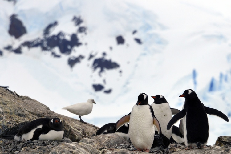 .�������� .����� ����������