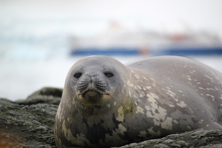 .������ �����