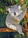 Koala Park. . (600x800 151Kb)