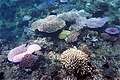 Большие кораллы на островах Фиджи. (640x427 150Kb)