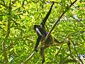 Паукообразные обезьяны, Тикаль (640x480 213Kb)