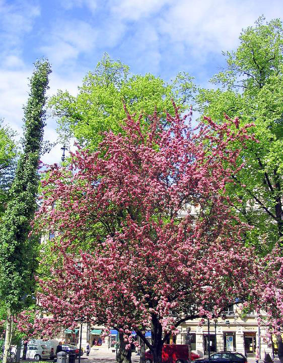 ���������, ������� ������� � ���������, ���������.