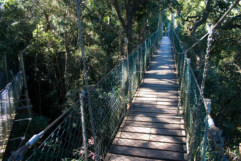 Tree Top Walk, Lamington National Park, QLD, Австралия. Австралия