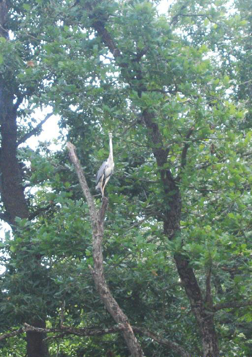 ��� �����, ��������, ��������.