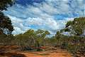 Буш, по дороге в Mungo Natonal Park, NSW, Австралия (600x399 138Kb)