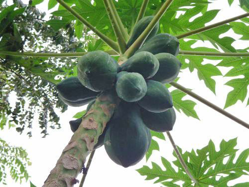 А вот так растут папайи, Шри-Ланка.