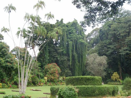 Королевский ботанический сад, Шри-Ланка.
