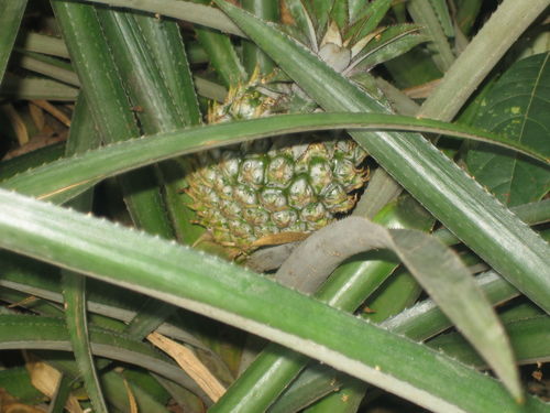 ������ � ���� ������, ���-�����.