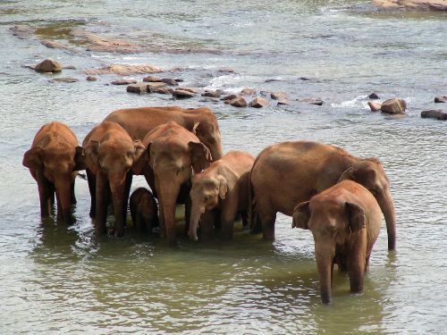 �����, ���-�����.