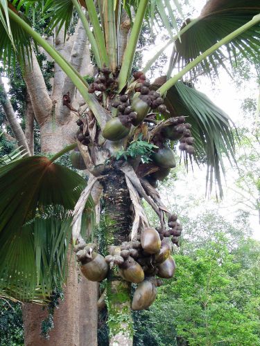 Двойные кокосы, Шри-Ланка.