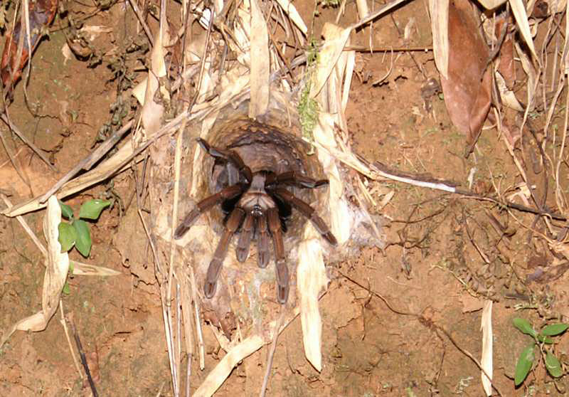 ��������, ���, �����.