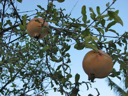 ������ Kamadhoo: ������� ���, �������!