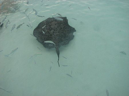 ��������� ����.