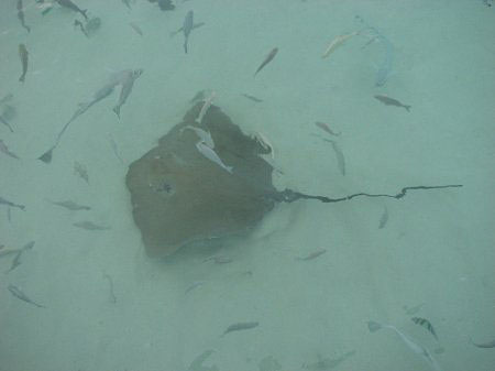 �������� ����.