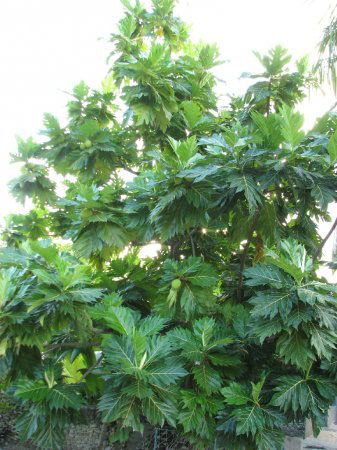 ������ Kamadhoo: ������� ������ ��-����������.