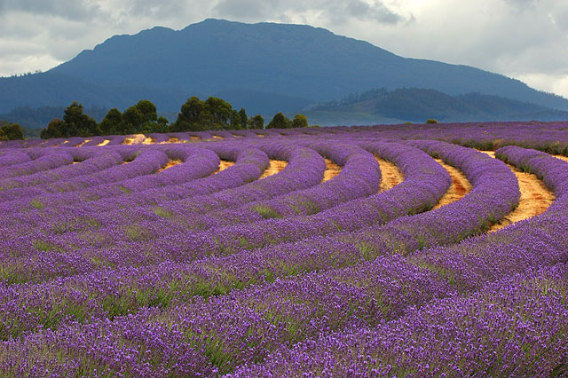 Lavender Farm, 