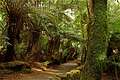 Rainforest в Mount Field National Park, Тасмания (640x426 158Kb)