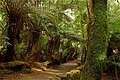 Rainforest  Mount Field National Park,  (640x426 158Kb)